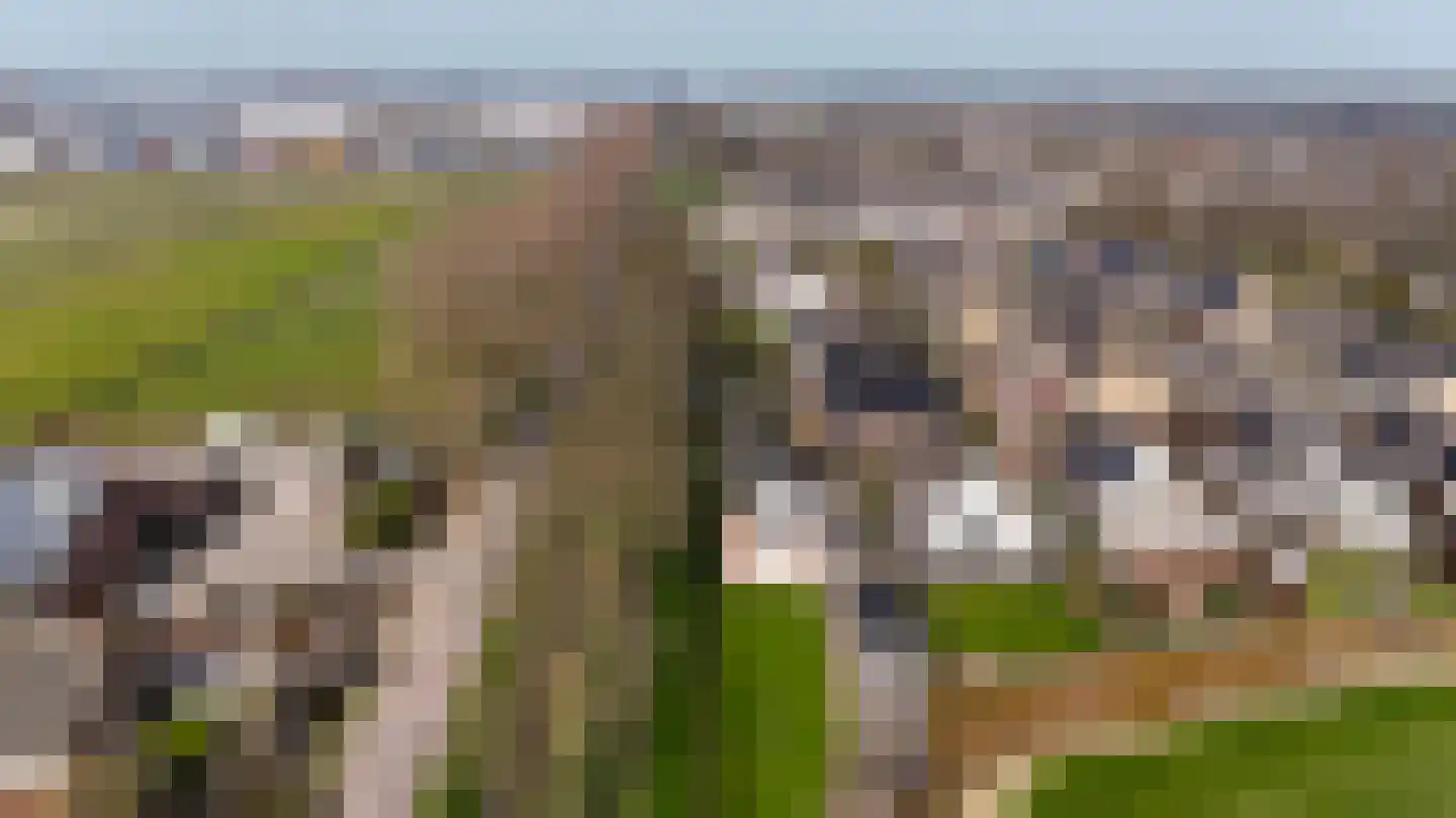 Timotheegras 13 Wilnis thumbnail 55