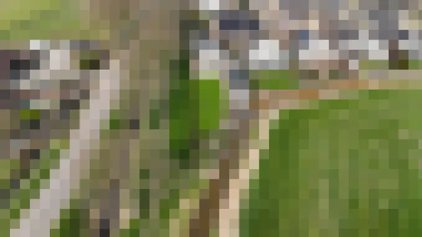 Timotheegras 13 Wilnis thumbnail 56