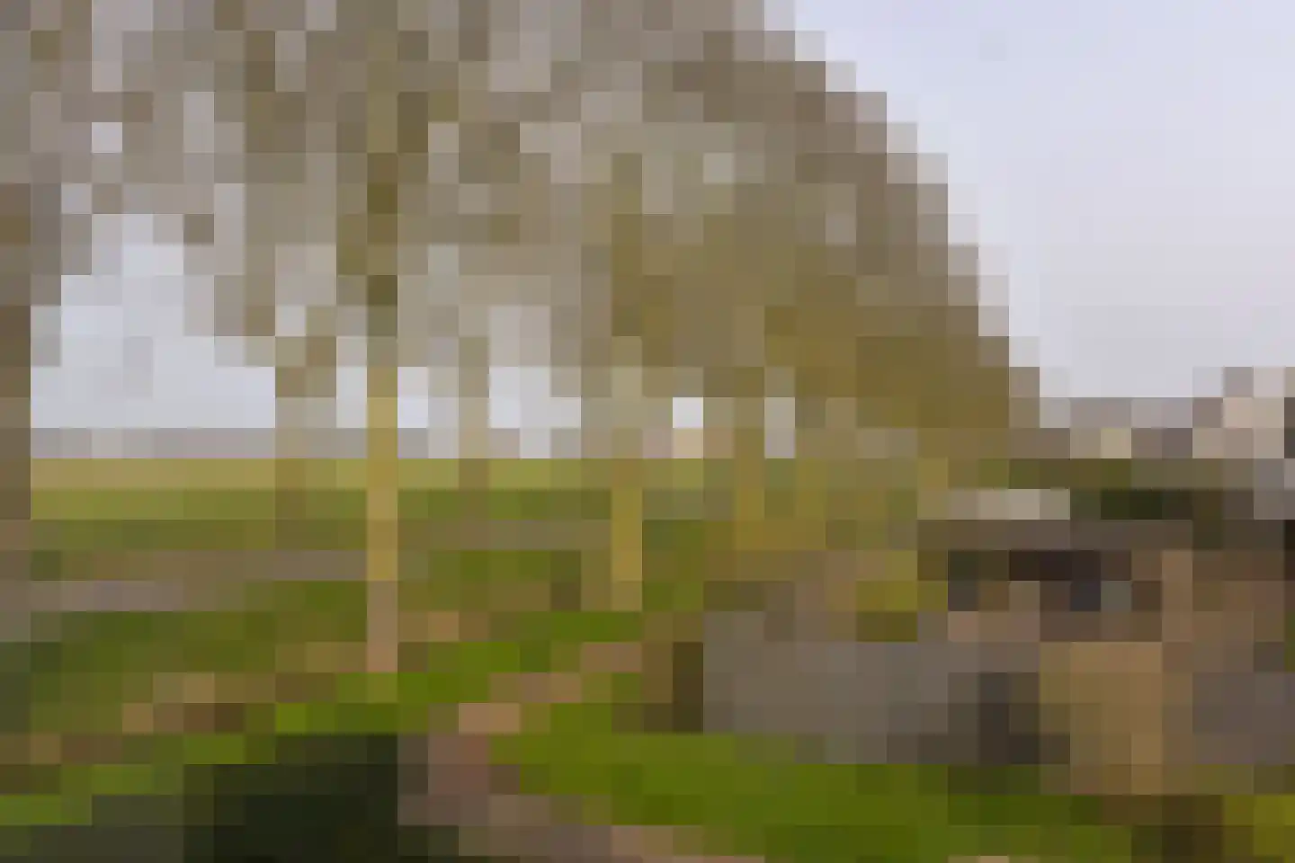 Timotheegras 13 Wilnis thumbnail 58