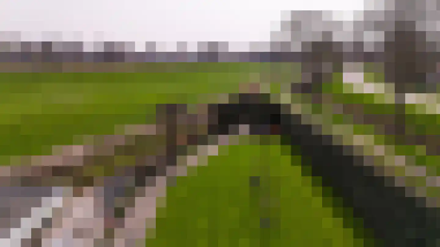 Timotheegras 13 Wilnis thumbnail 60