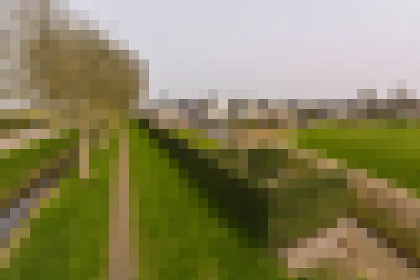 Timotheegras 13 Wilnis thumbnail 62