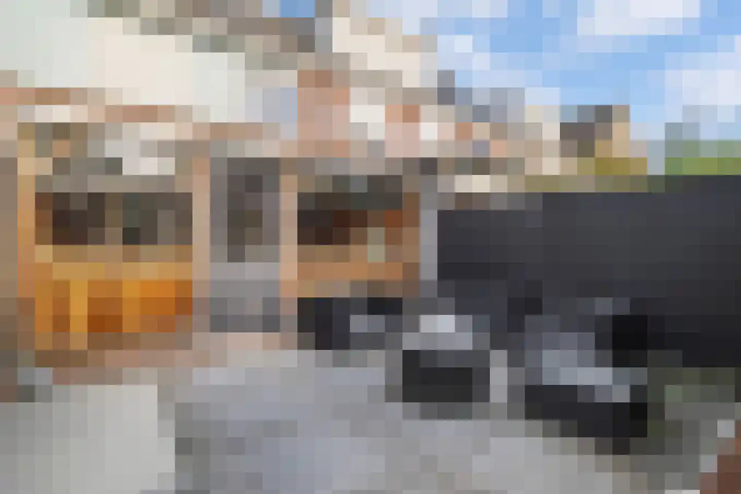 Tine Marcushof 11 Castricum thumbnail 29