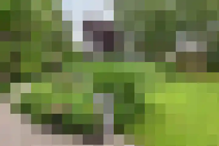 Tinnegieter 108 Hoorn thumbnail 26