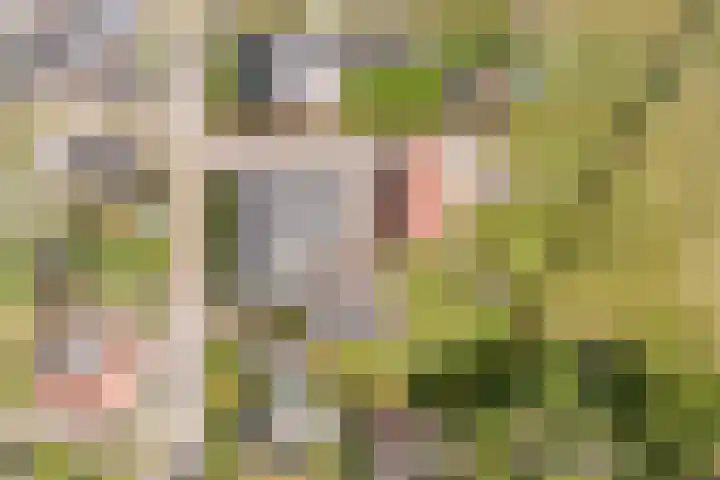 Tinnen Pot 6 Lage Mierde thumbnail 53