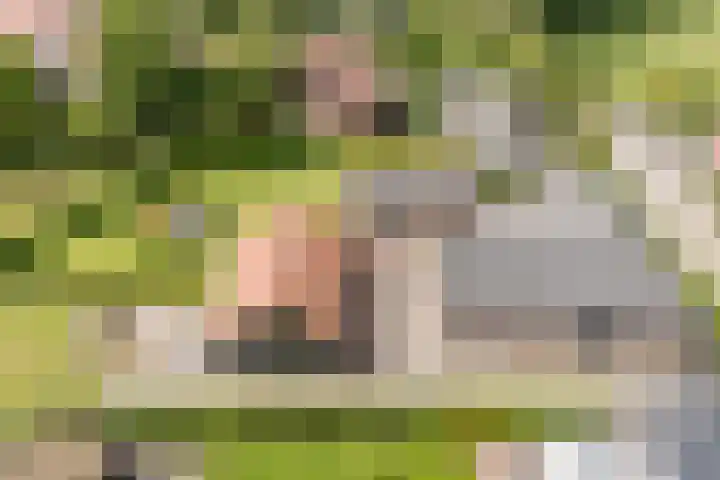 Tinnen Pot 6 Lage Mierde thumbnail 67