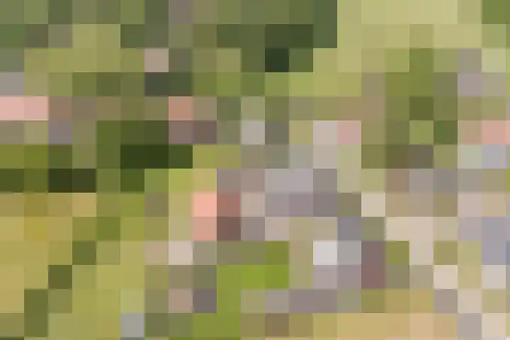 Tinnen Pot 6 Lage Mierde thumbnail 68