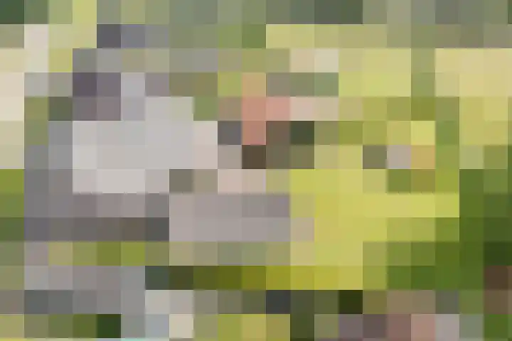 Tinnen Pot 6 Lage Mierde thumbnail 69