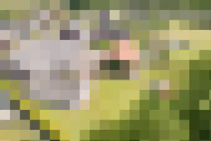 Tinnen Pot 6 Lage Mierde thumbnail 70