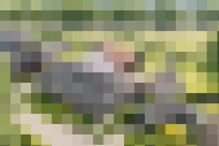 Tinnen Pot 6 Lage Mierde thumbnail 71
