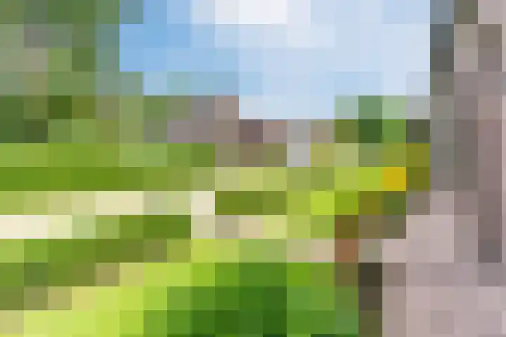 Tinnen Pot 6 Lage Mierde thumbnail 74