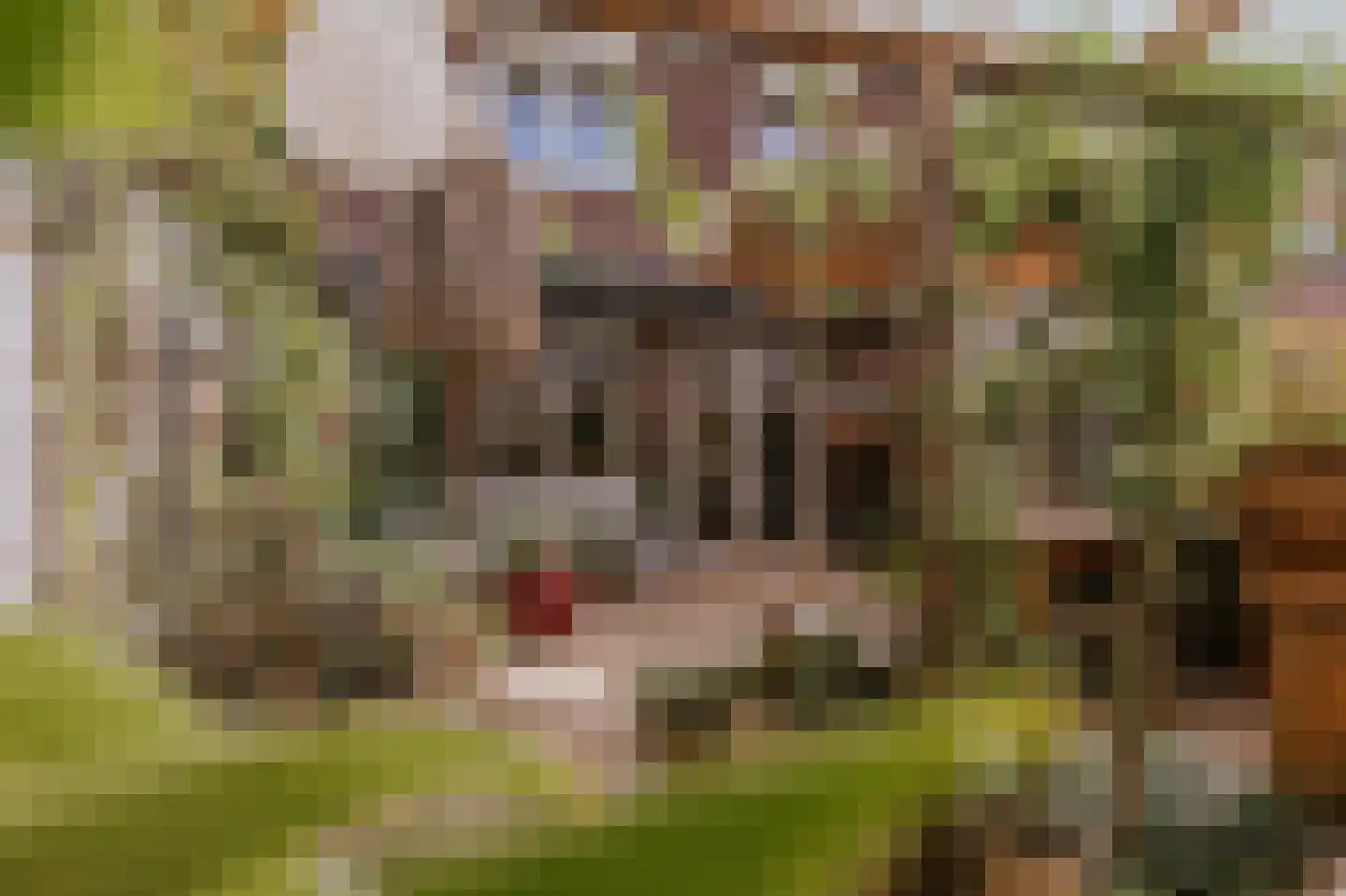 Tiny Imkampstraat 14 Roermond thumbnail 8