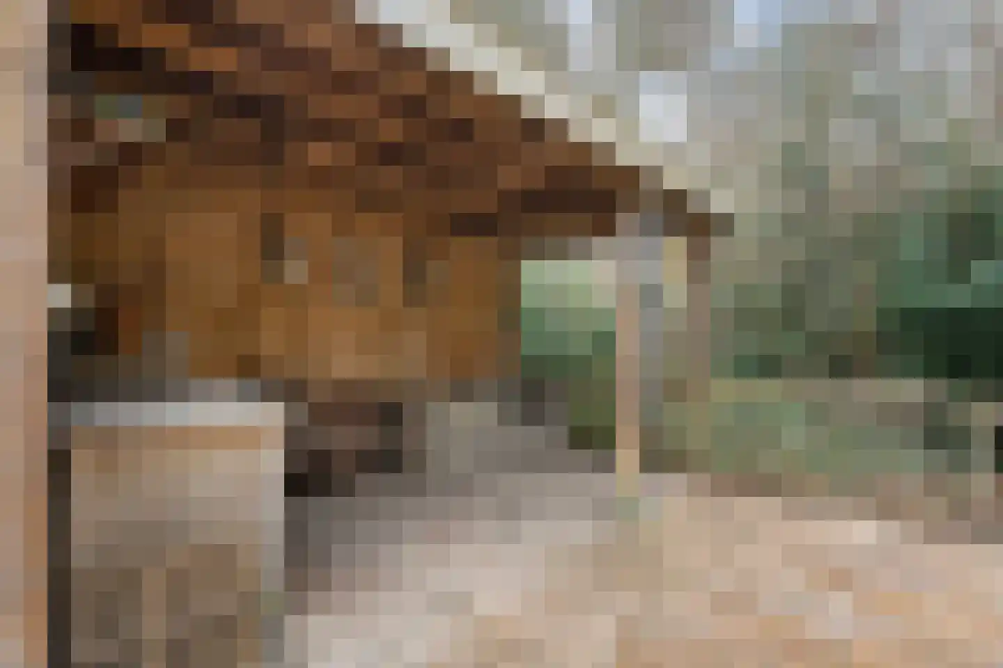 Titanialaan 5 Diever thumbnail 53