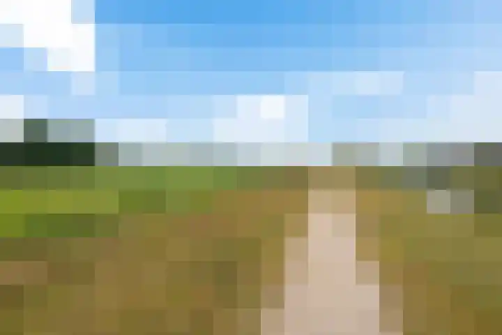 Titelroas 42 a Boornbergum thumbnail 10