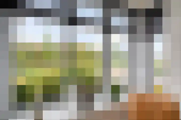 Titelroas 42 a Boornbergum thumbnail 20