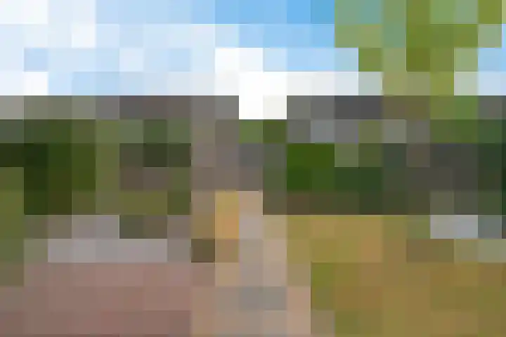 Titelroas 42 a Boornbergum thumbnail 42