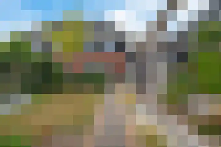 Titelroas 42 a Boornbergum thumbnail 45