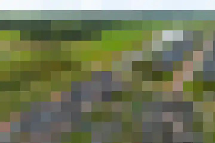 Titelroas 42 a Boornbergum thumbnail 6