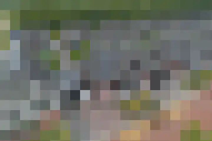 Titelroas 42 a Boornbergum thumbnail 9