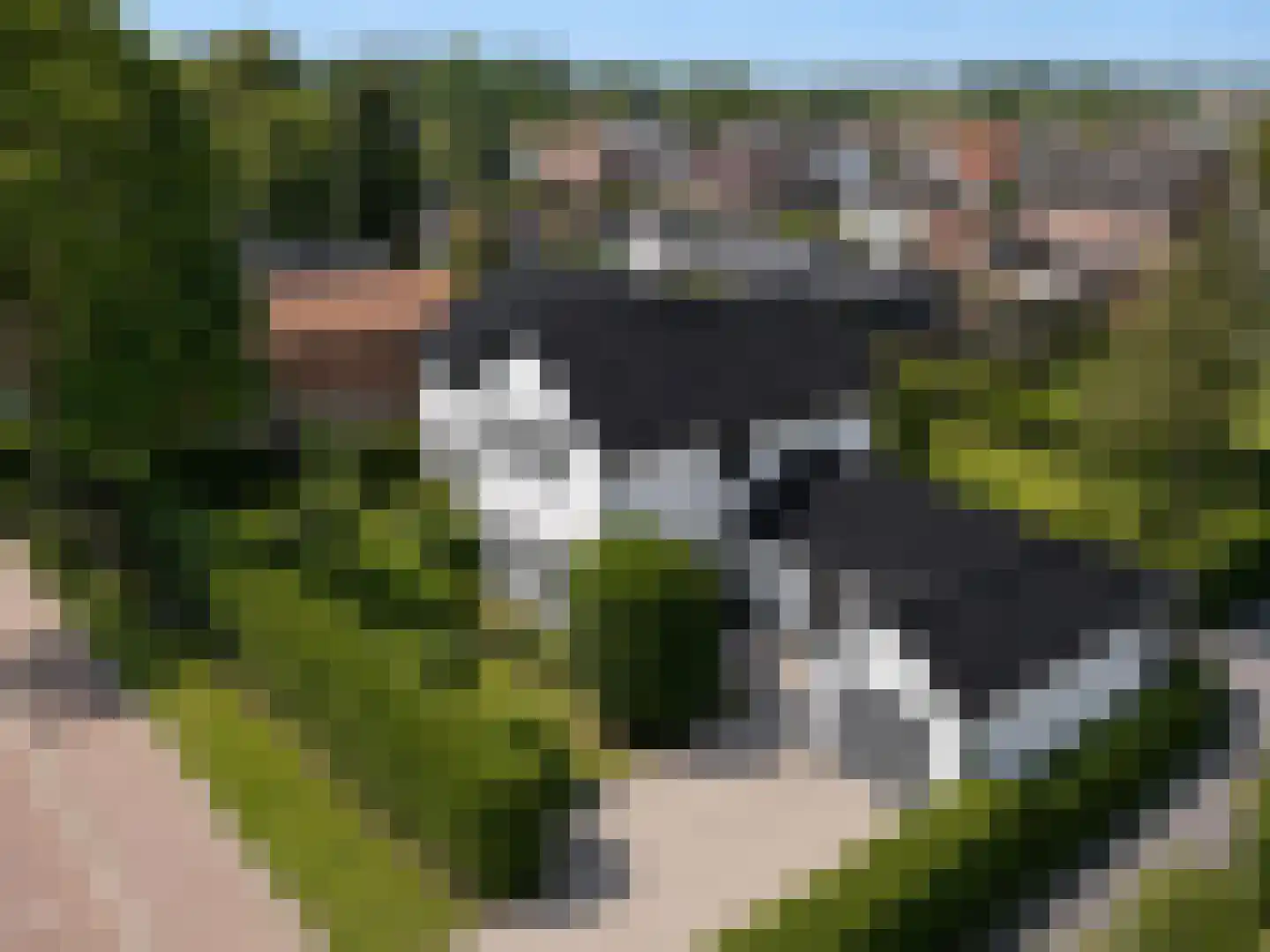 Tivoli 2 IJzendijke thumbnail 4