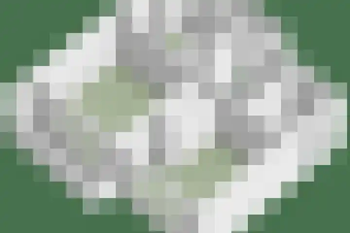 Tivoliweg 22 Hulst thumbnail 51