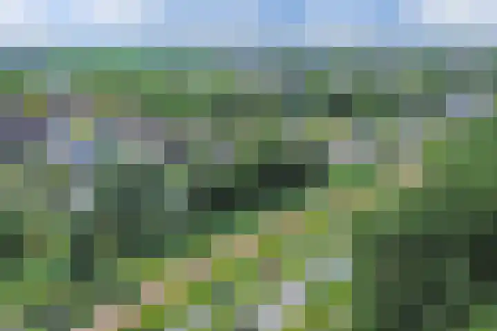 Tjaarda 348 Drachten thumbnail 39