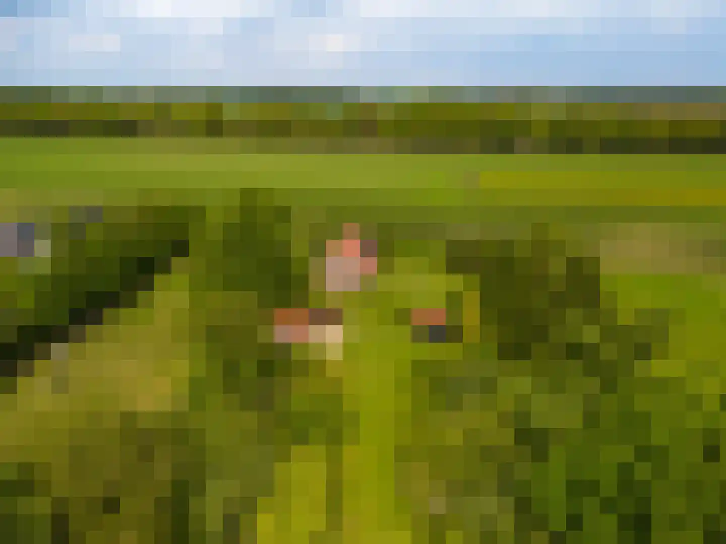 Tjabbesstreek 41 Blijham thumbnail 73
