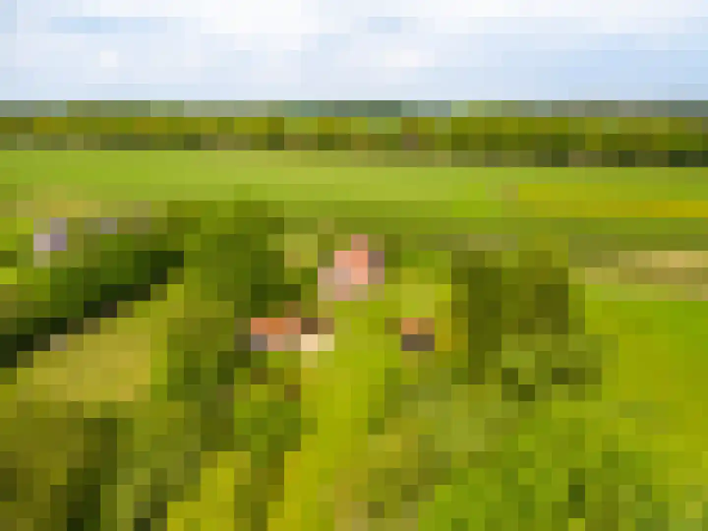 Tjabbesstreek 41 Blijham thumbnail 76