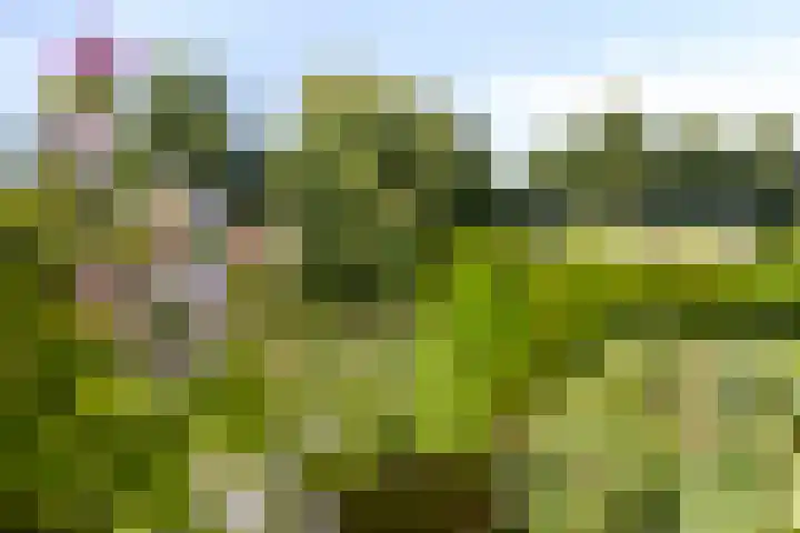 Tjalk 42 42 60 Lelystad thumbnail 22
