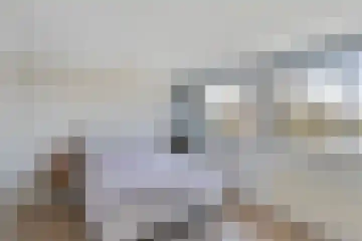 Tjariet 28 Zwolle thumbnail 15