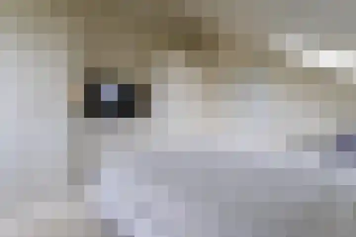 Tjariet 56 Groningen thumbnail 69