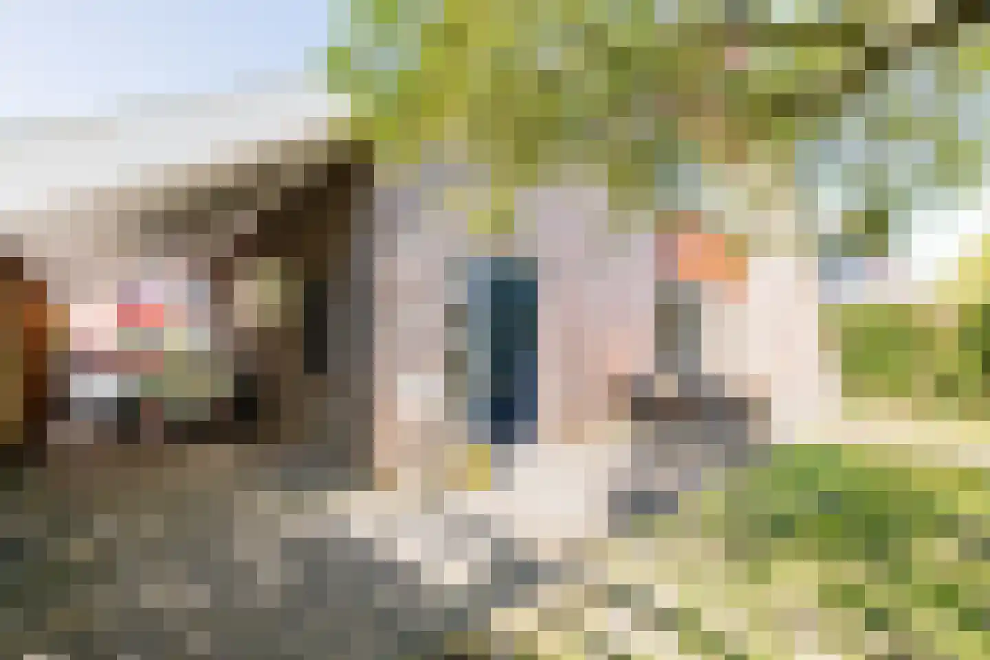 Tjariet 62 Groningen thumbnail 55