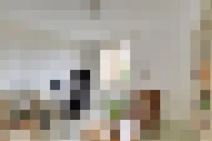 Tjiftjaf 5 Nieuwegein thumbnail 25