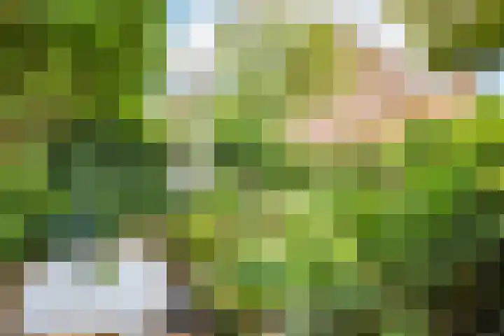 Tjiftjaf 5 Nieuwegein thumbnail 43