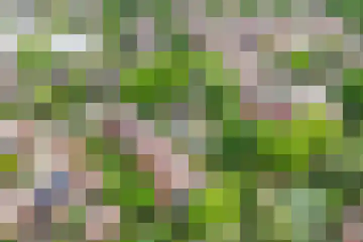 Tjiftjaf 5 Nieuwegein thumbnail 57
