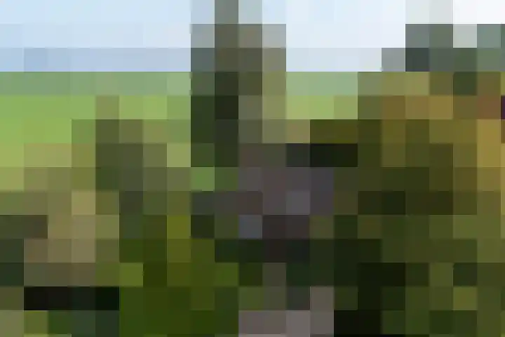 Tjitze de Boerstrjitte 5 Wirdum