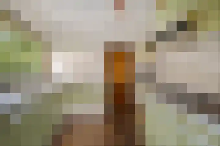 Tjitze de Boerstrjitte 5 Wirdum thumbnail 23