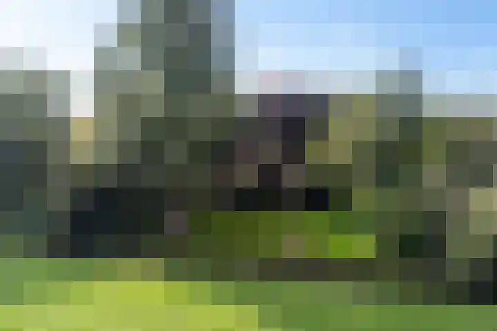Tjitze de Boerstrjitte 5 Wirdum thumbnail 4