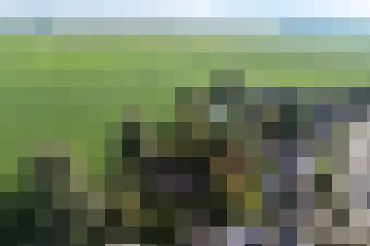 Tjitze de Boerstrjitte 5 Wirdum thumbnail 44