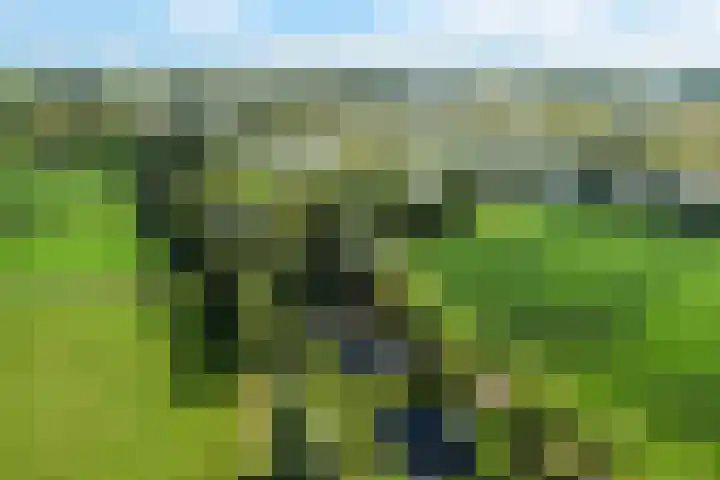 Tjongerpad 12 Delfstrahuizen thumbnail 5