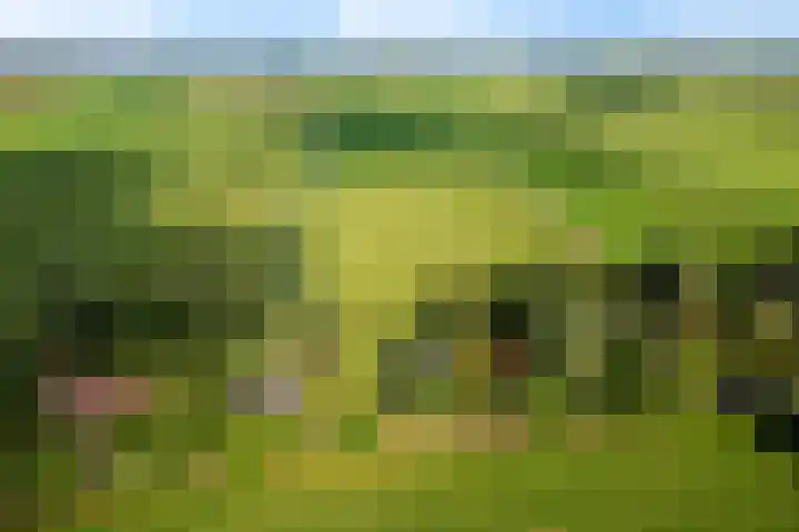 Tjongerpad 12 Delfstrahuizen thumbnail 6