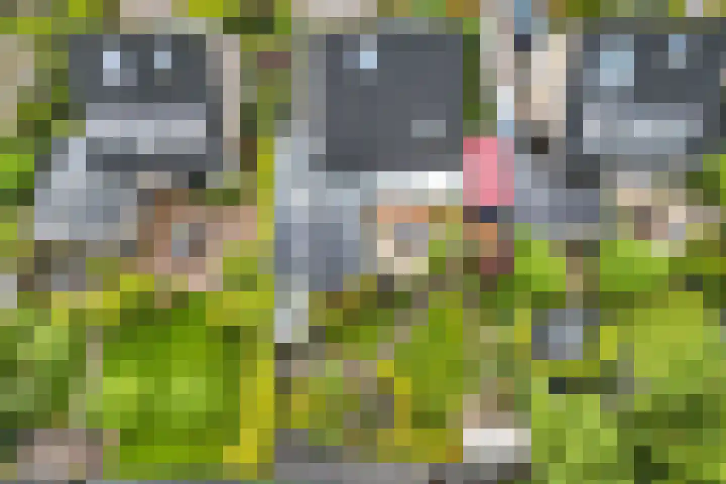 Tjotter 6 Broek op Langedijk thumbnail 47