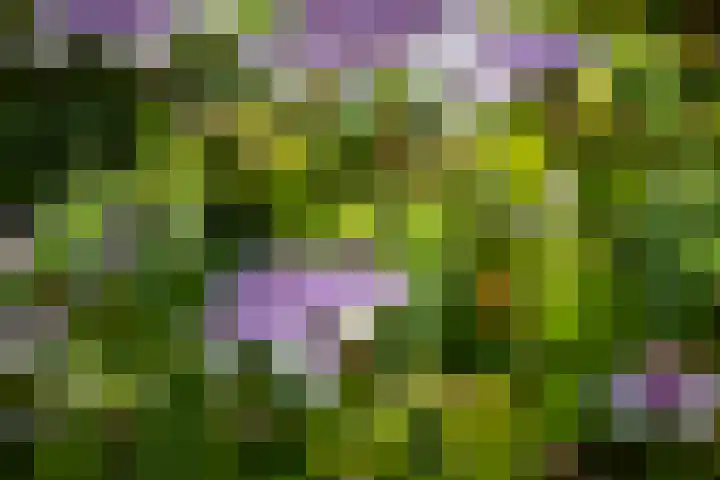 Toefmars 3 Diepenveen thumbnail 55