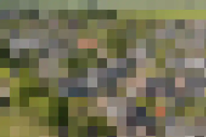 Toellân 3 Heerenveen thumbnail 8