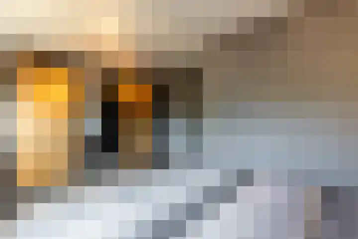 Toernooiveld 6 Oostvoorne thumbnail 20