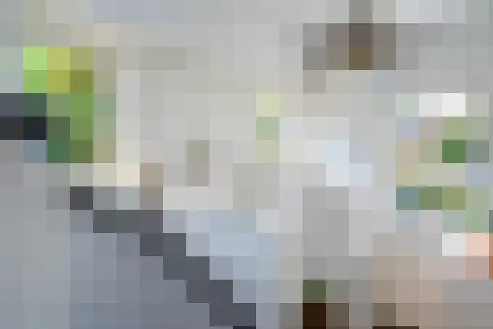 Toldijk 4 Hoogeveen thumbnail 6