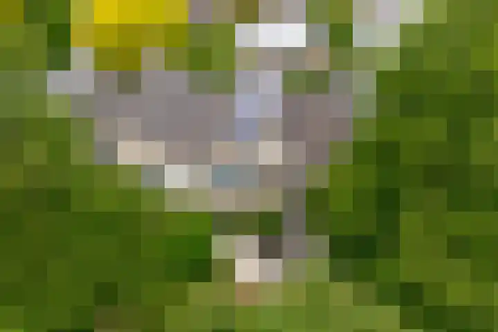 Tolgaarderserf 23 Houten thumbnail 37