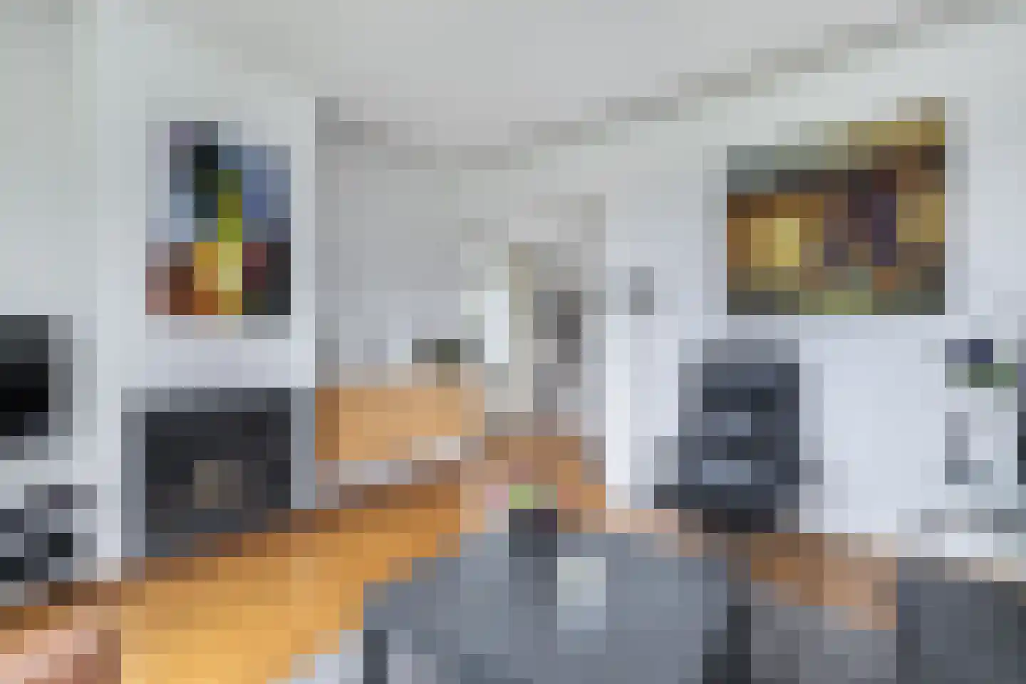 Tolheksleane 73 Frieschepalen thumbnail 17