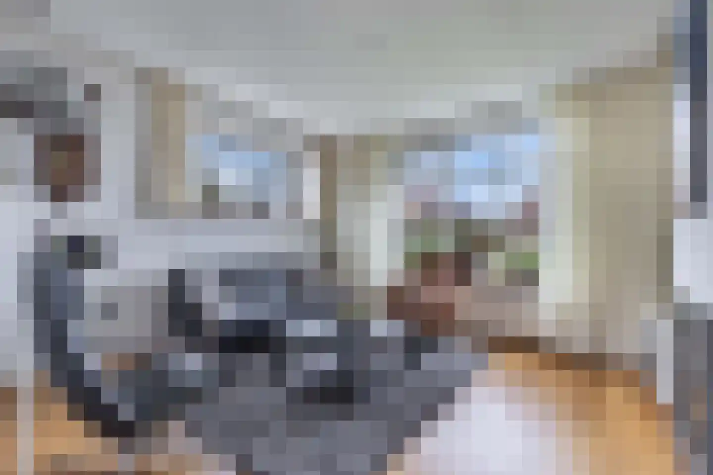 Tolheksleane 73 Frieschepalen thumbnail 18