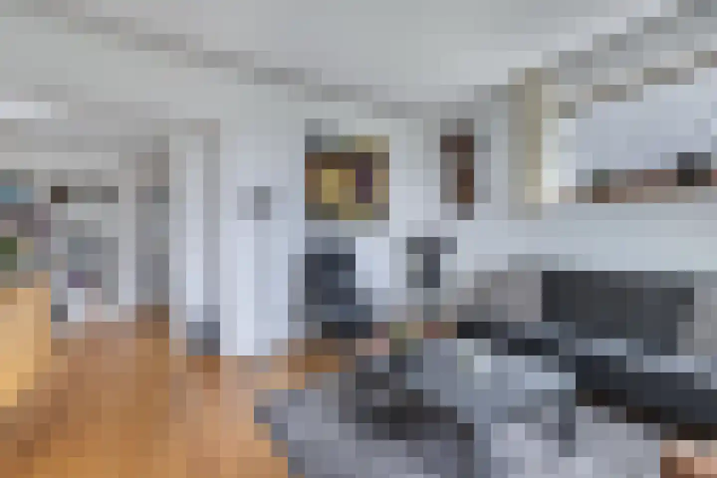 Tolheksleane 73 Frieschepalen thumbnail 20