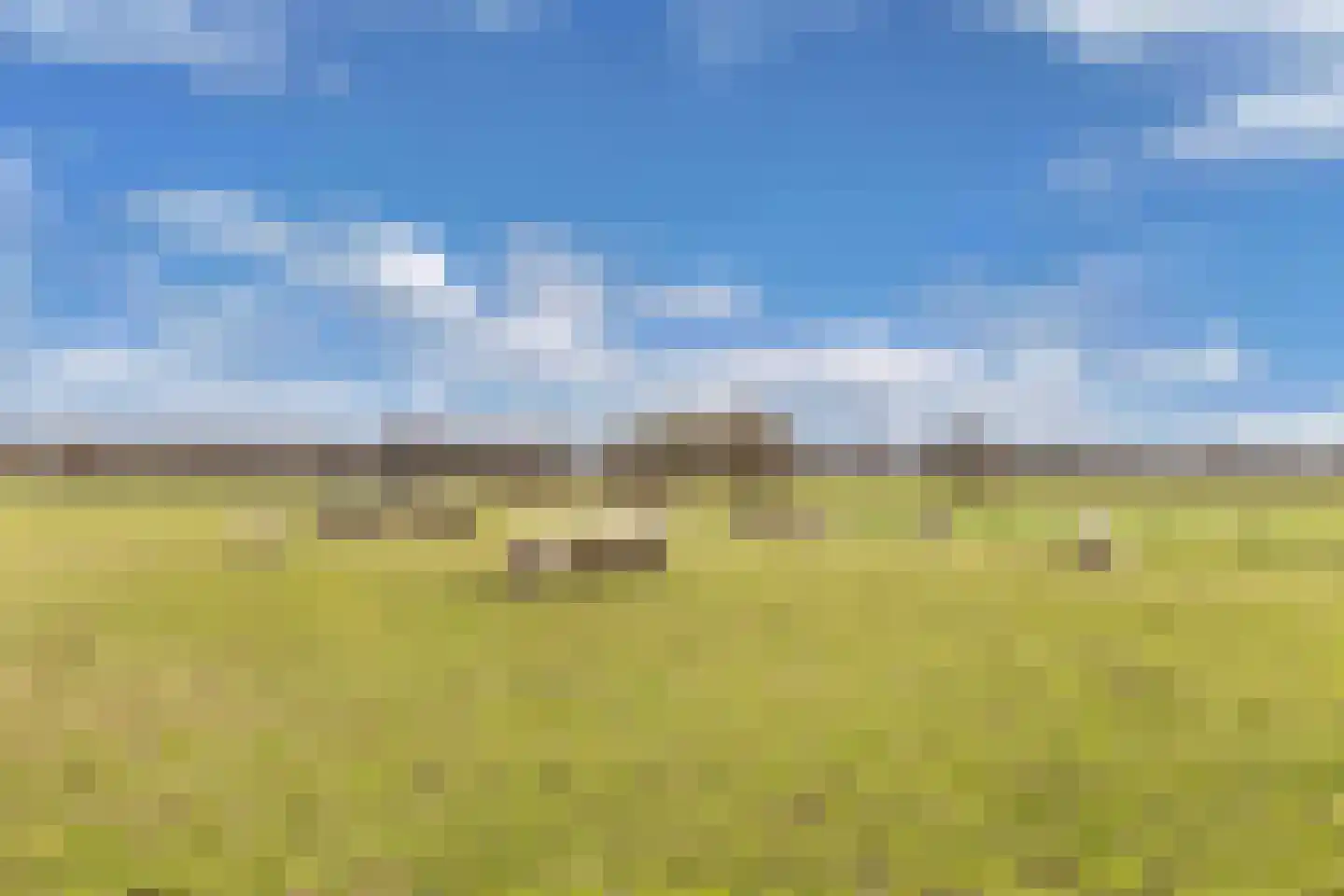 Tolheksleane 73 Frieschepalen thumbnail 39